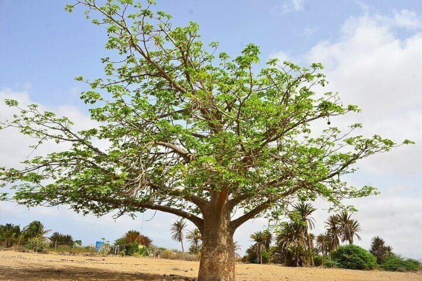 Boa Vista Island: Full-day Northeast Tour + Ervatão Beach