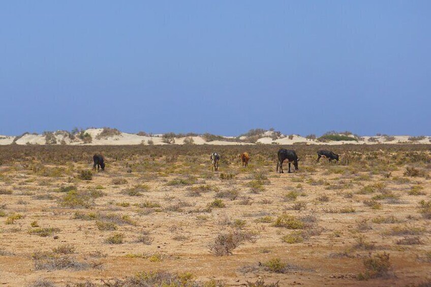 Boa Vista Island: Full-day Northeast Tour + Ervatão Beach