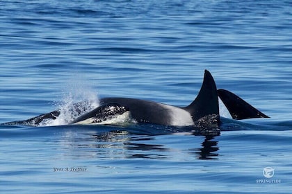 Victoria Whale Watch Tour