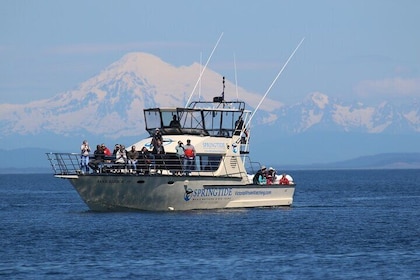 Victoria Whale Watch Tour