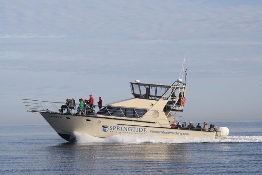 Victoria Whale Watch Tour