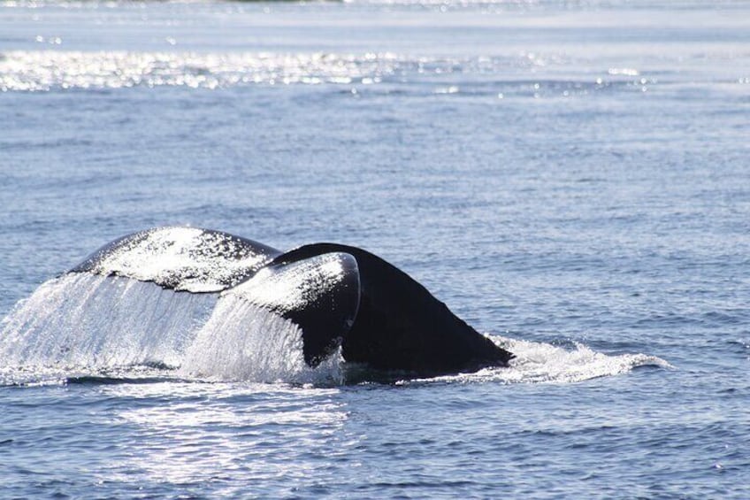 A sunny day, and a magnificent Humpback to watch. Perfect!