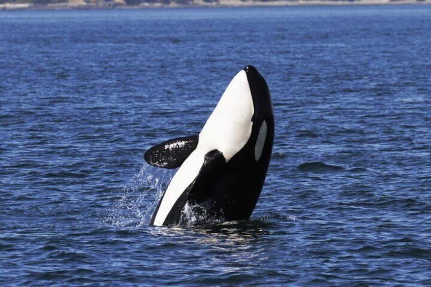 This Killer Whale is 'spyhopping' .. raising out ot the ocean to have a look around