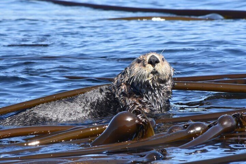This is a Sea Otter that can we sometimes spot in his Kelp Bed.