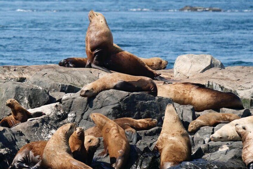 Victoria Whale Watch Tour