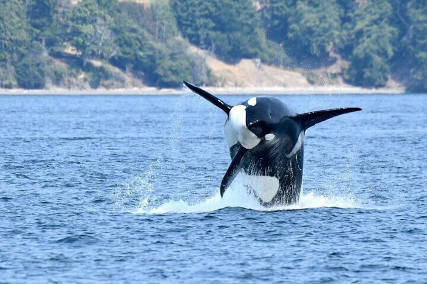 Victoria Whale Watch Tour