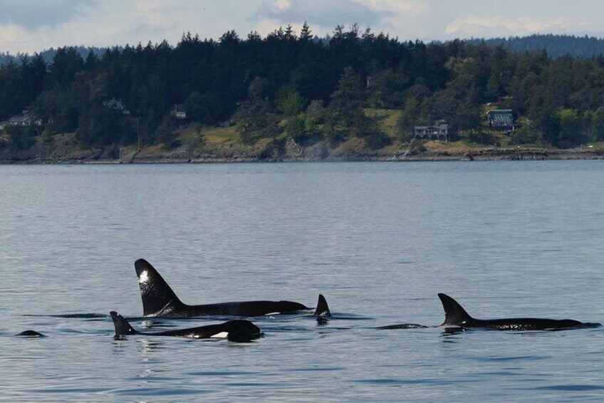 Victoria Whale Watch Tour