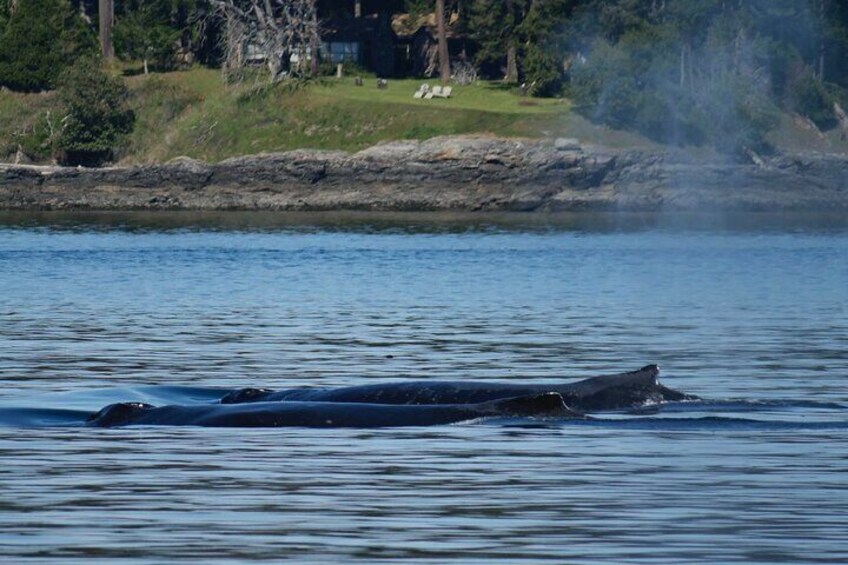 Victoria Whale Watch Tour