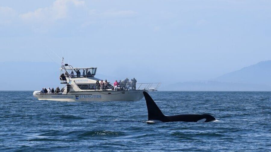 Victoria Whale Watch Tour
