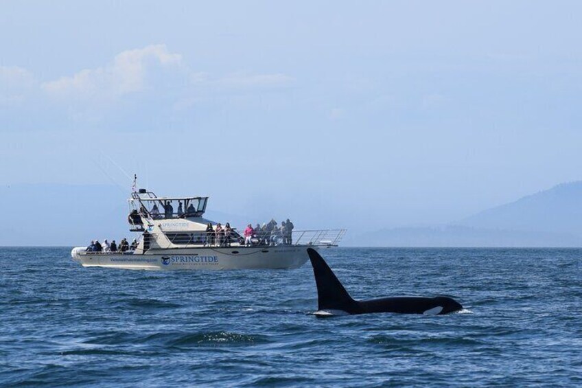 Victoria Whale Watch Tour