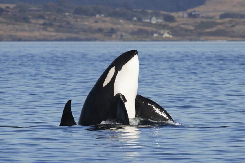This BIggs Killer Whale is 'spyhopping' .. raising out ot the ocean to have a look around