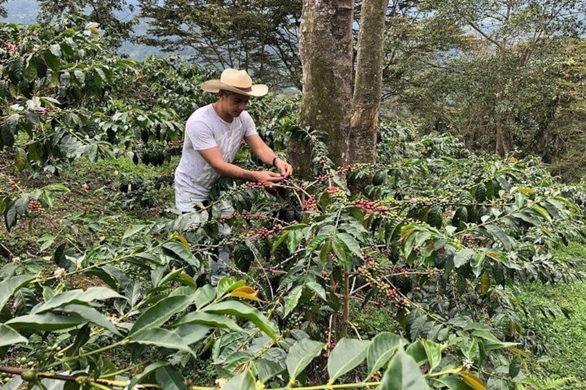 Be a Farmer for One Day (Coffee Tour) + Lunch Included