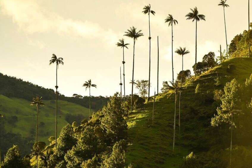 Cocora Valley and Salento Horseback Riding Day Tour 