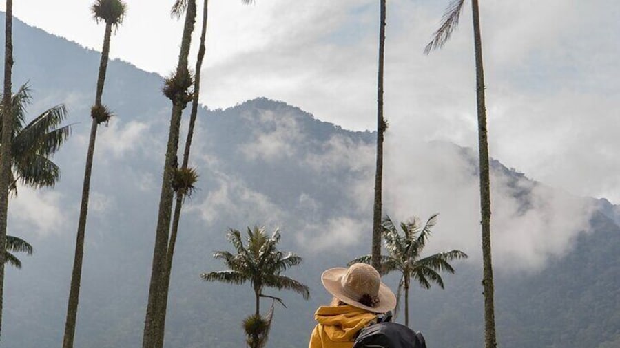 Cocora Valley and Salento Horseback Riding Day Tour