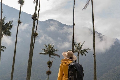 Cocora Valley and Salento Horseback Riding Day Tour