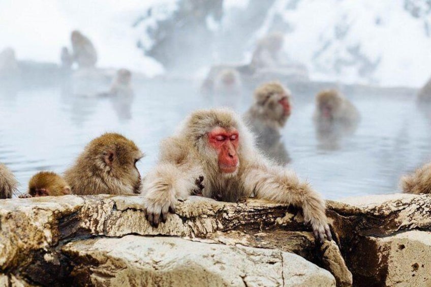 The only troop of monkeys in the world known to bathe in hot springs - a naturally-learned behaviour.