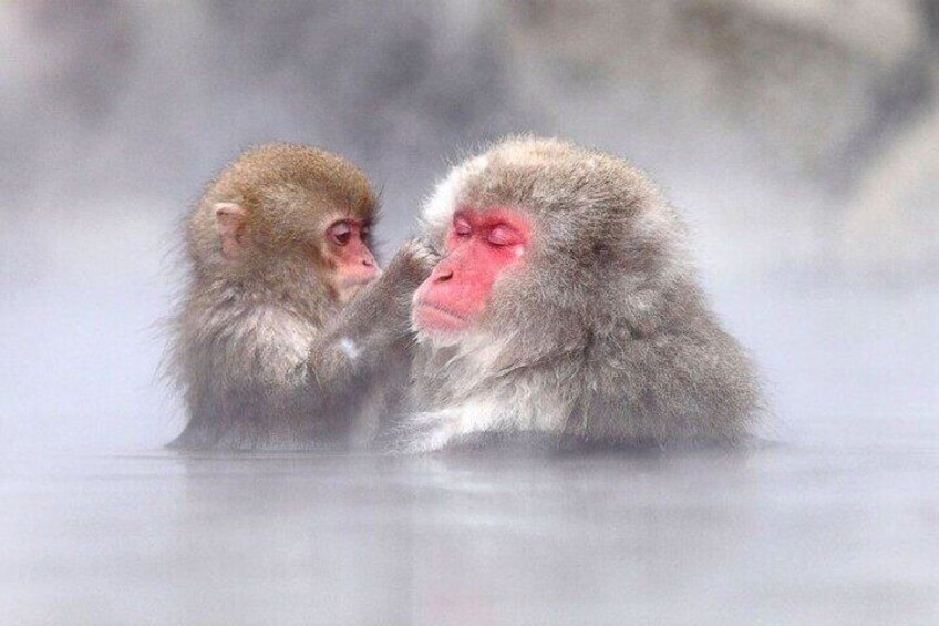 Winter is also the best time to see the monkeys in their hot spring.