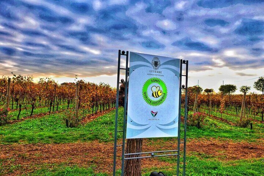 Full day Private Prosecco Tour, with certified Sommelier