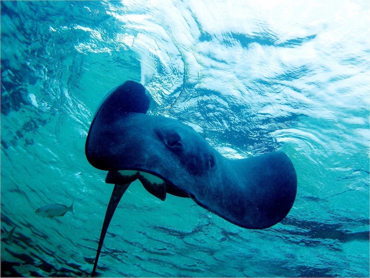 Pirates of the Caribbean Cruise- Snorkel, Sharks & Stingrays