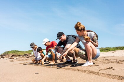 Mazatlan Turtle Releasing Experience