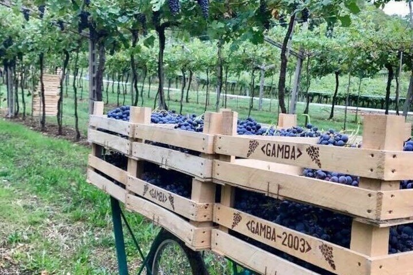 Amarone Wine Tasting in Valpolicella | 3 Wines + Snacks