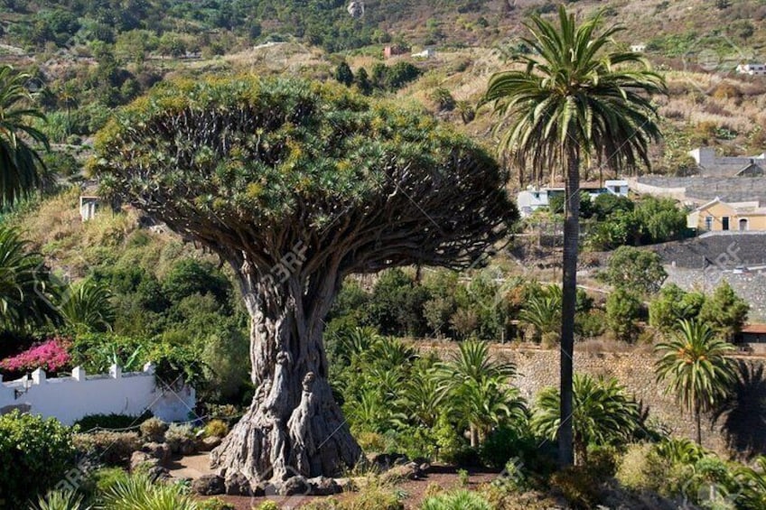 3000 year old dragon tree in Icod