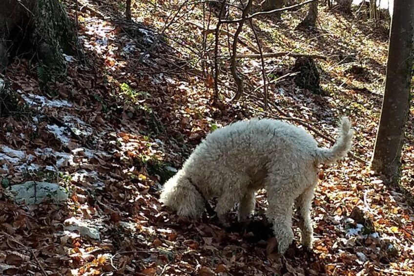 Truffle hunting and lunch experience in a restaurant