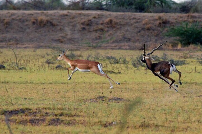 Bhuj to Narayan Sarovar Sanctuary Day Tour