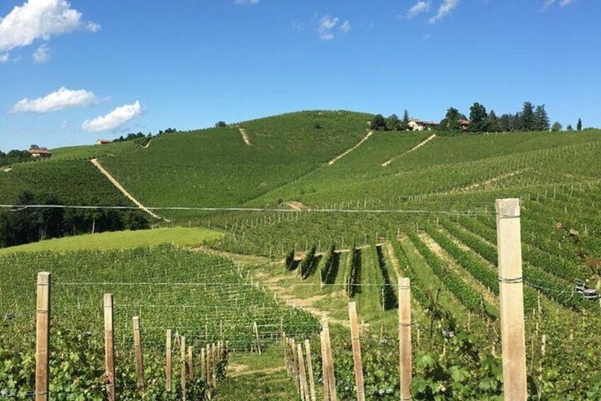 Private Barolo / Barbaresco - Piedmont Wine Tours and Tastings