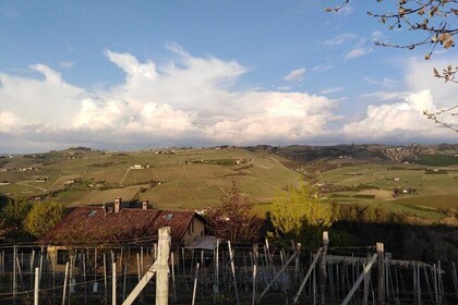 Abellonio Cascina Piccaluga - visit to the vineyards, to the wine tasting c...