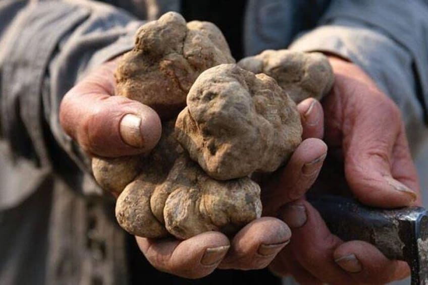 Alba white truffle