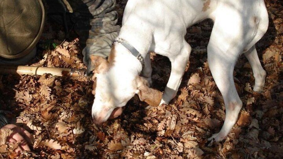 Truffle Hunter and His Dog