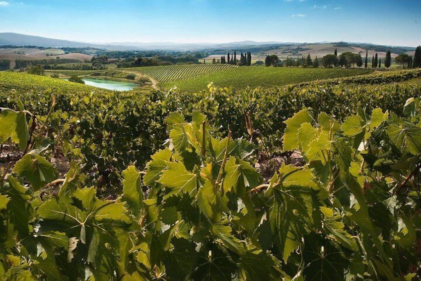 Private Montalcino and Montepulciano Tour from Siena