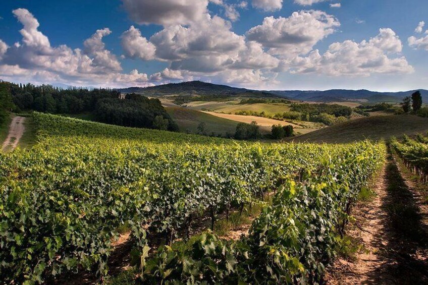 Private Montalcino and Montepulciano Tour from Siena