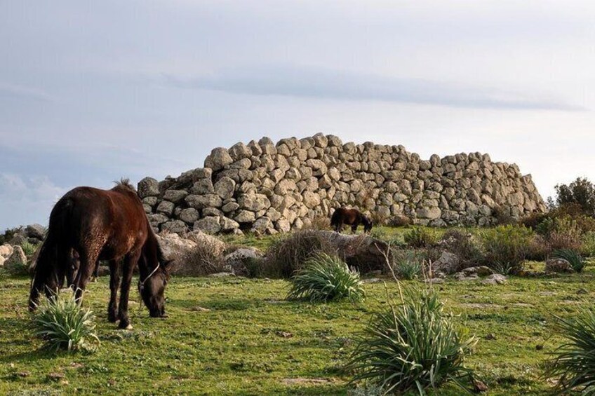 Giara Plateau - Horse