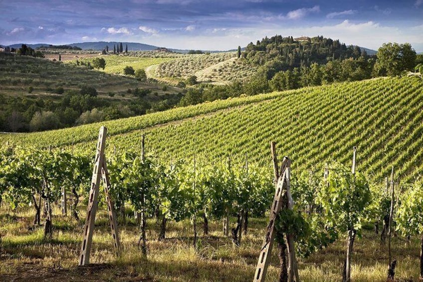 Private Chianti Wine Tour with Lunch, a Visit of San Gimignano, Organic Wineries