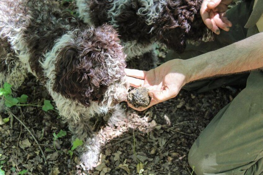 Truffle Hunt, Cooking Class & Wine Tasting