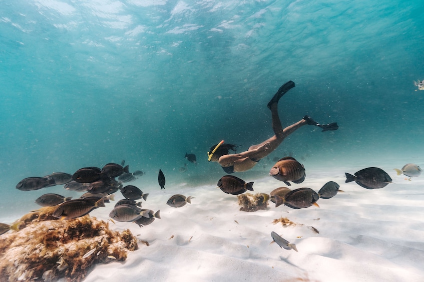 Aruba Sailing & Snorkeling Experience