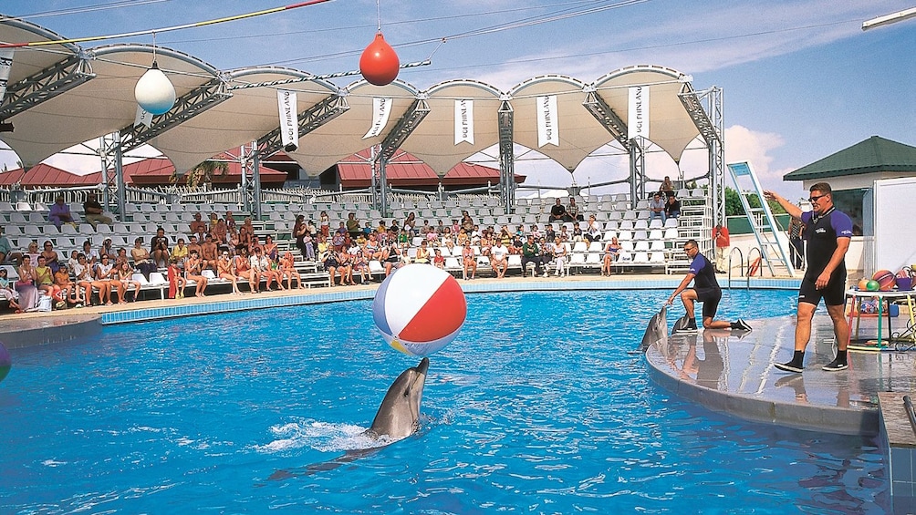Ver elemento 1 de 5. dolphin with ball in show at marmaris