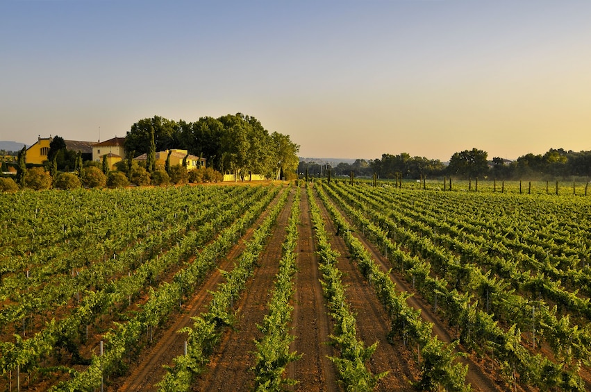 Wine & Sparkling Wine Premium Tour
