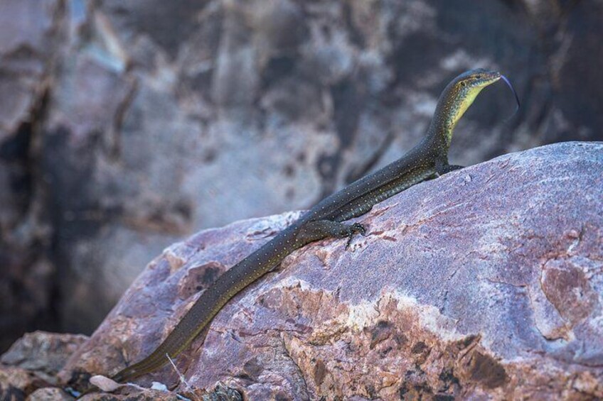 Water monitor - Ben Broady