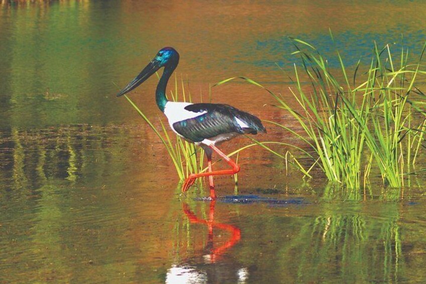 Jabiru - Penney Hayley