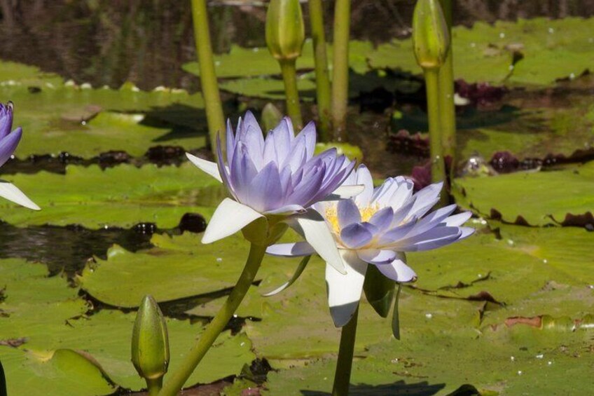 Lilies - Rick Price