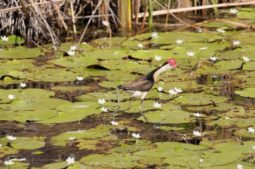 Comb-crested Jacana (Jesus Bird) walking on water - Rick Price