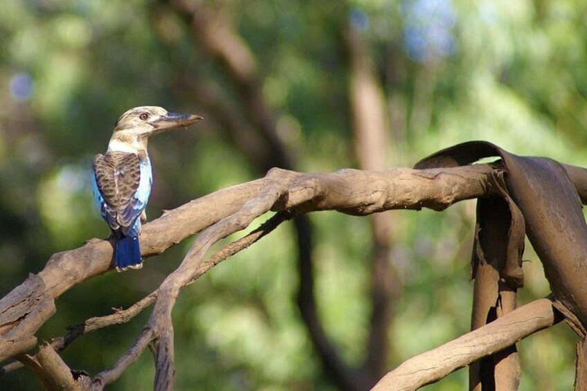 Blue-Winged Kookaburra - Penney Hayley