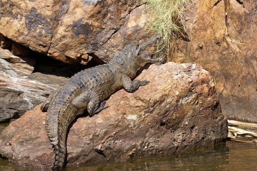 Sunbathing freshwater croc-style - Penney Hayley