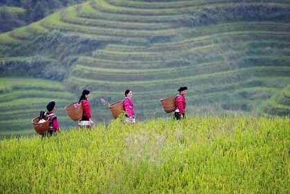 Group Tour to Guilin Longji Rice Terraces &Yao Minority Village