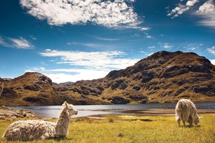 Private Cajas National Park Half-Day Tour from Cuenca