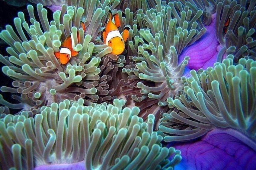 Find Nemo