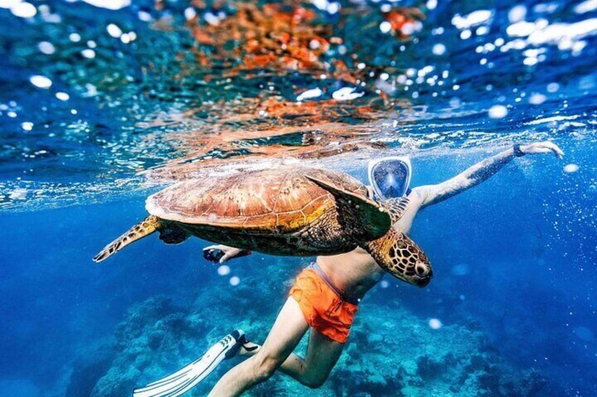 Swim with turtles Cook Islands